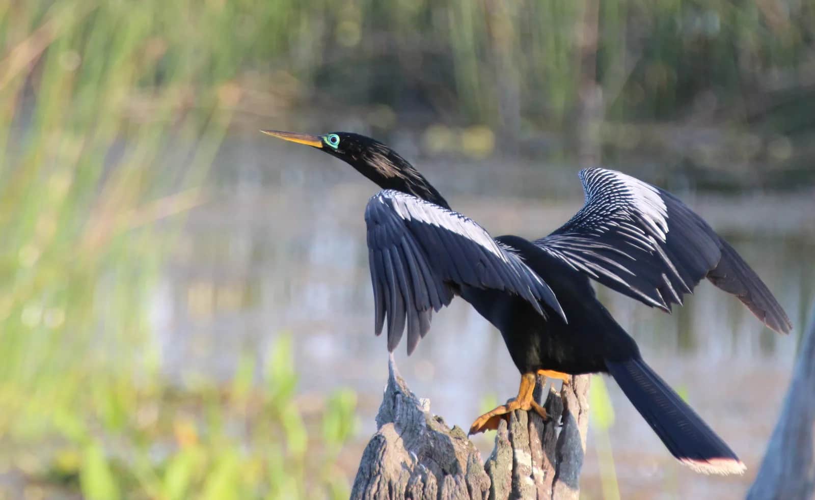 Anhinga americana