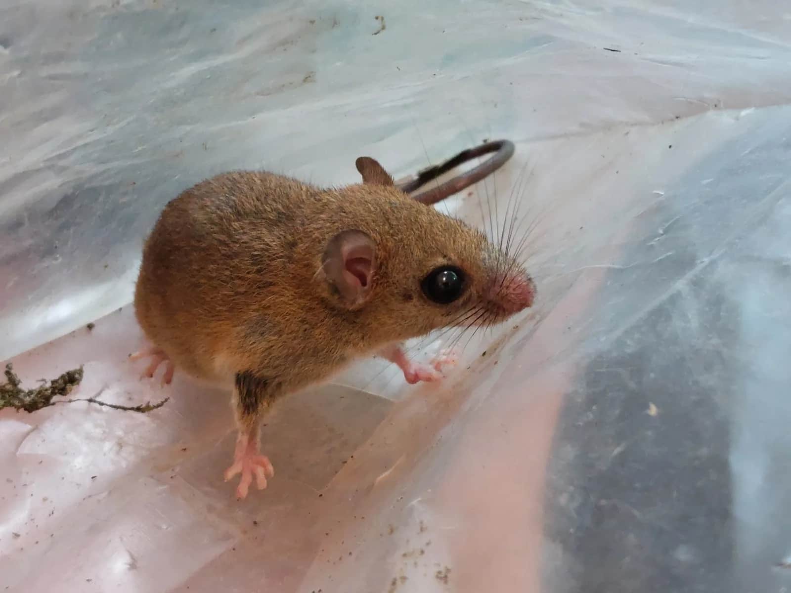Bicolored arboreal rice rat