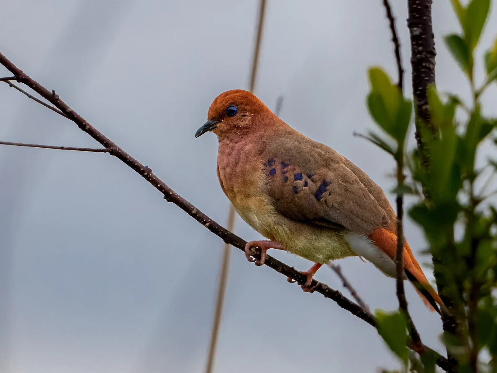 Blue-eyed Ground Dove — photo 1