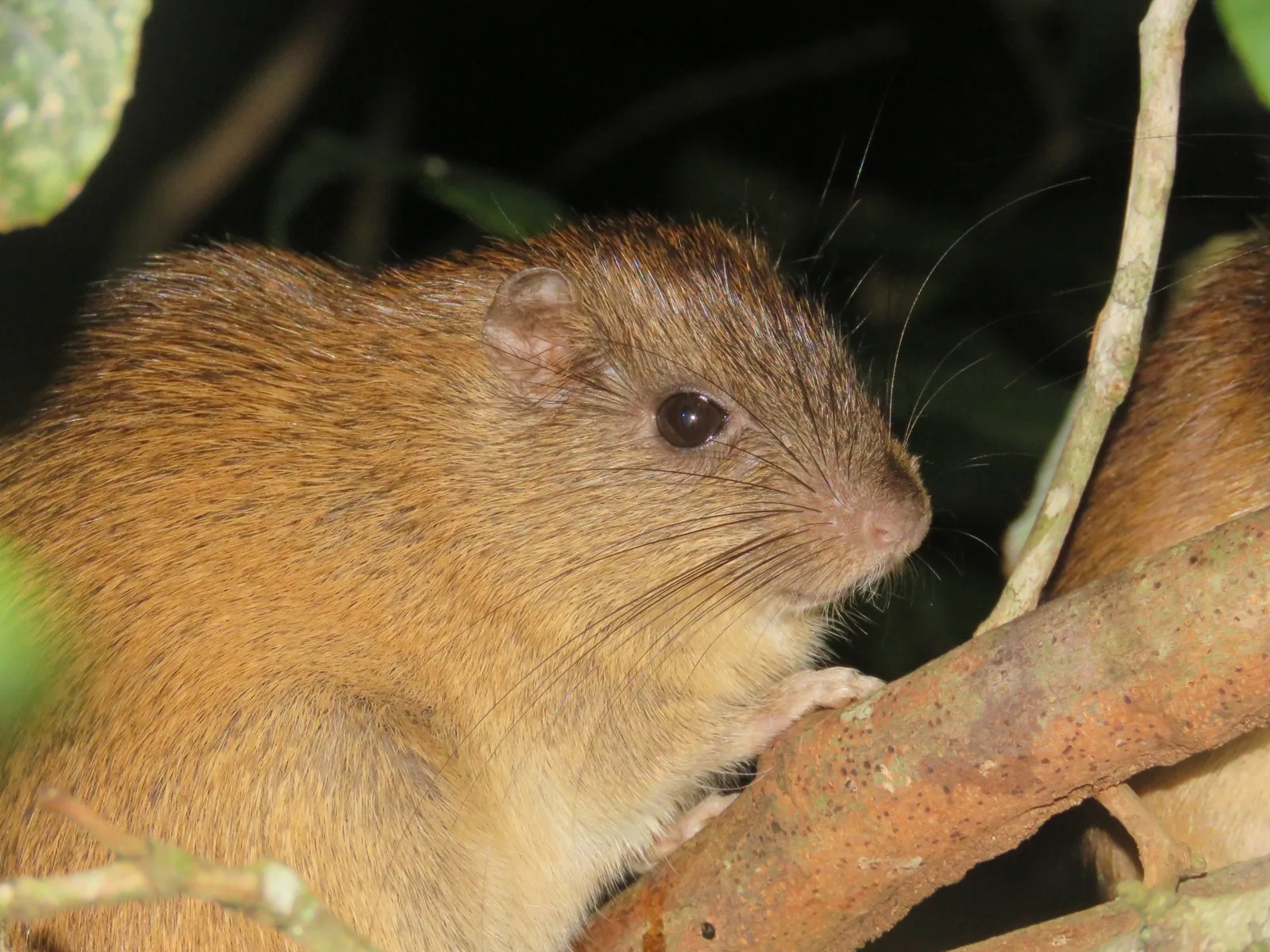 Atlantic bamboo rat — photo 1