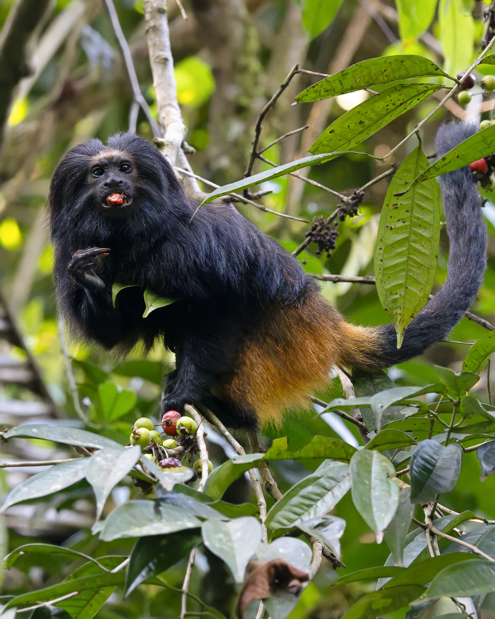 Black lion tamarin — photo 1