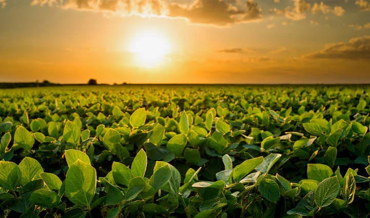 A abundância que não chega à mesa: o paradoxo do agronegócio e da fome no Brasil
