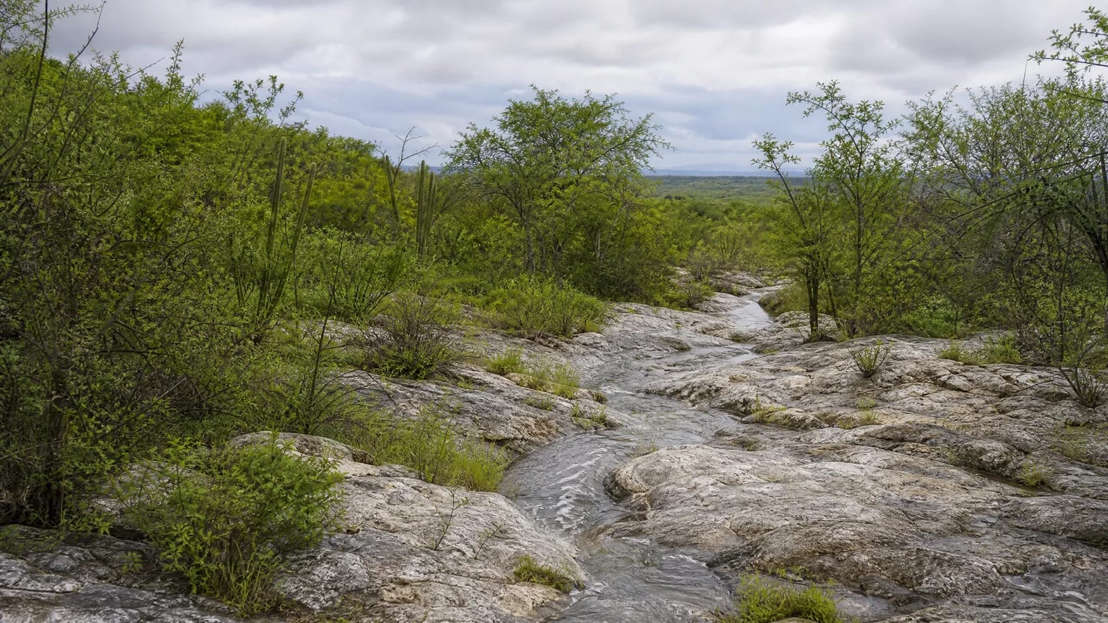 Caatinga — 9